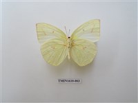 藏品(遷粉蝶)的圖片